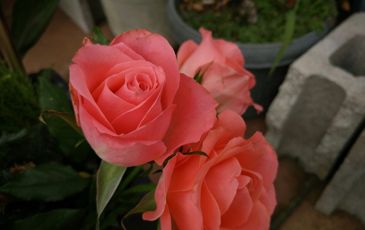 pink rose