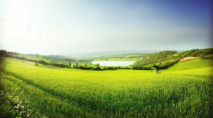 Beautiful wheat field