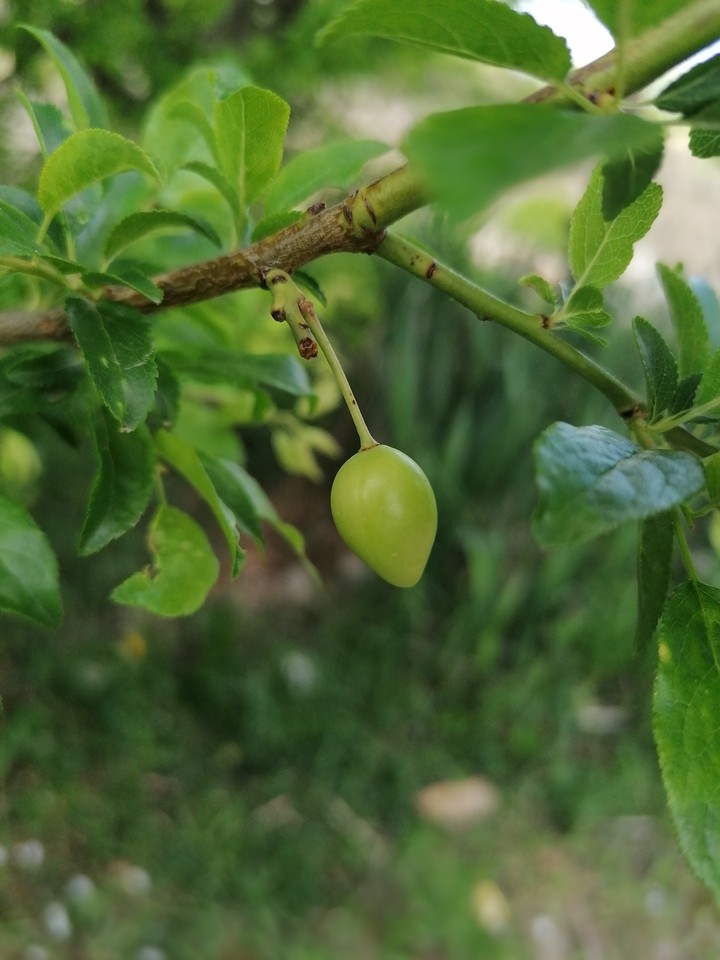 Fruit tree