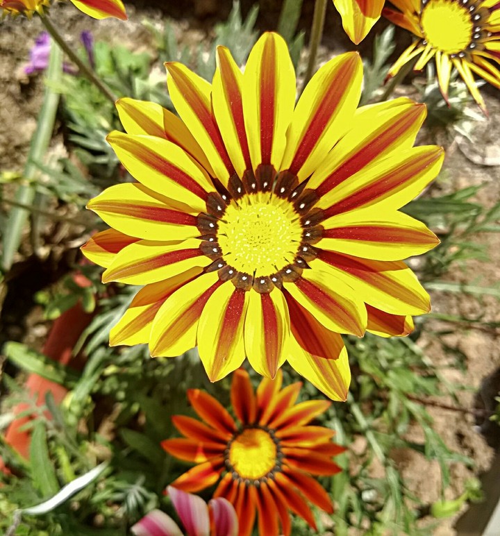 yellow Gajenia