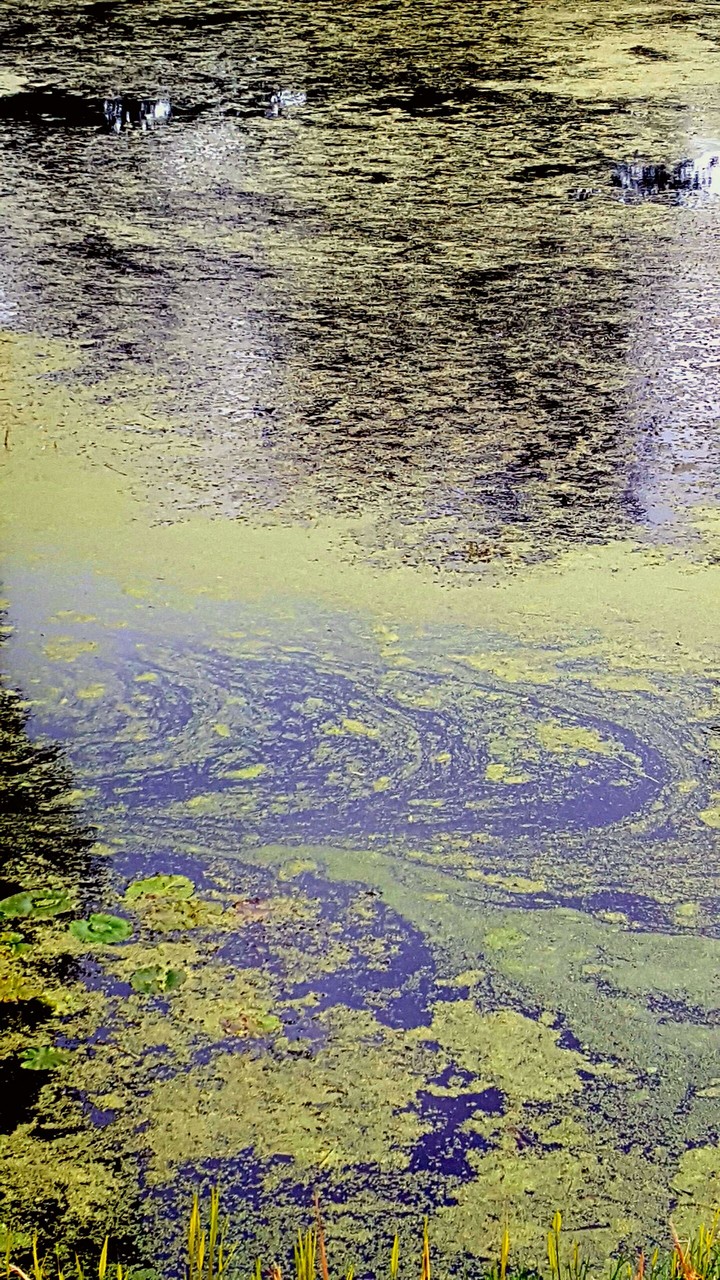 yellow river