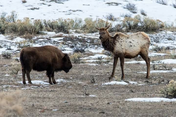 Yellowstone National Park