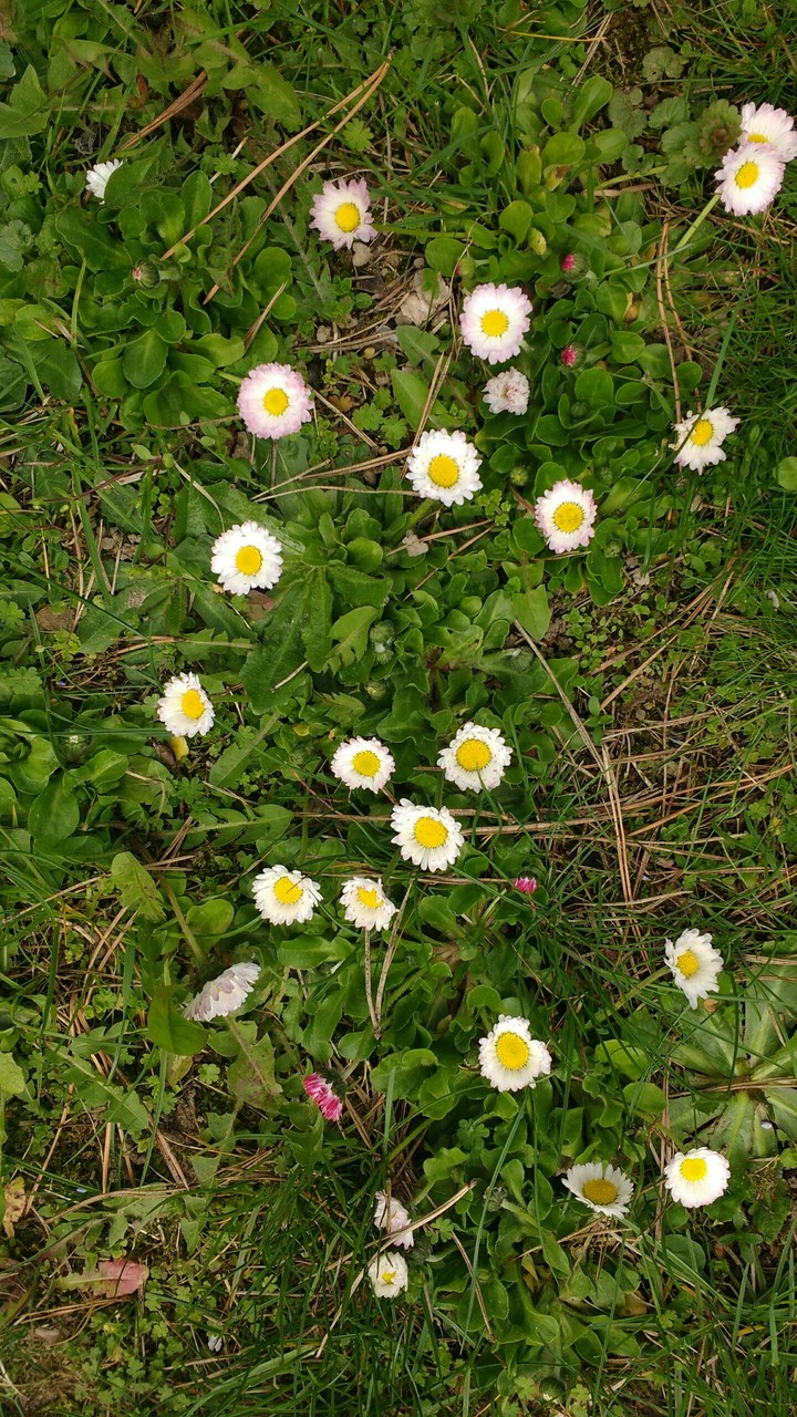 Little daisies