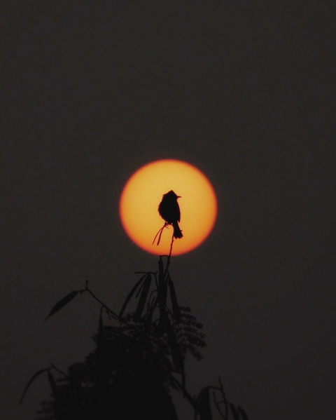 White eared bulbul