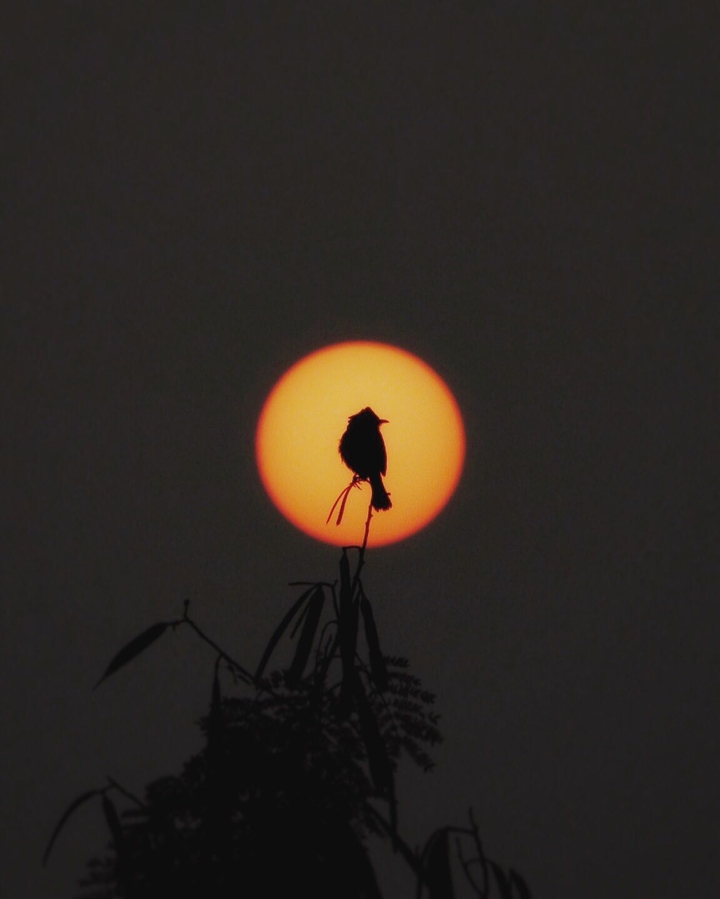 White eared bulbul