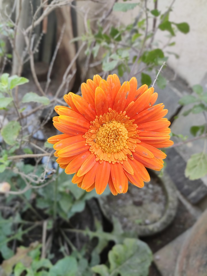 flower