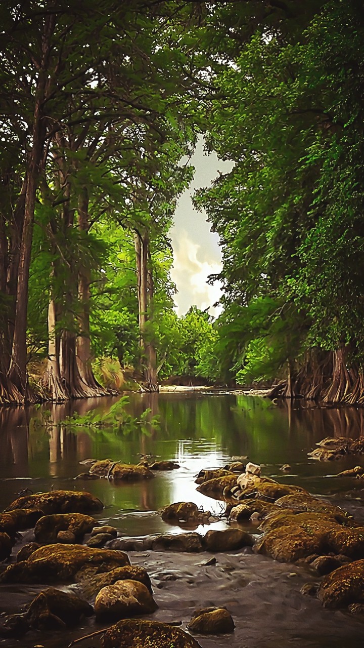 forest