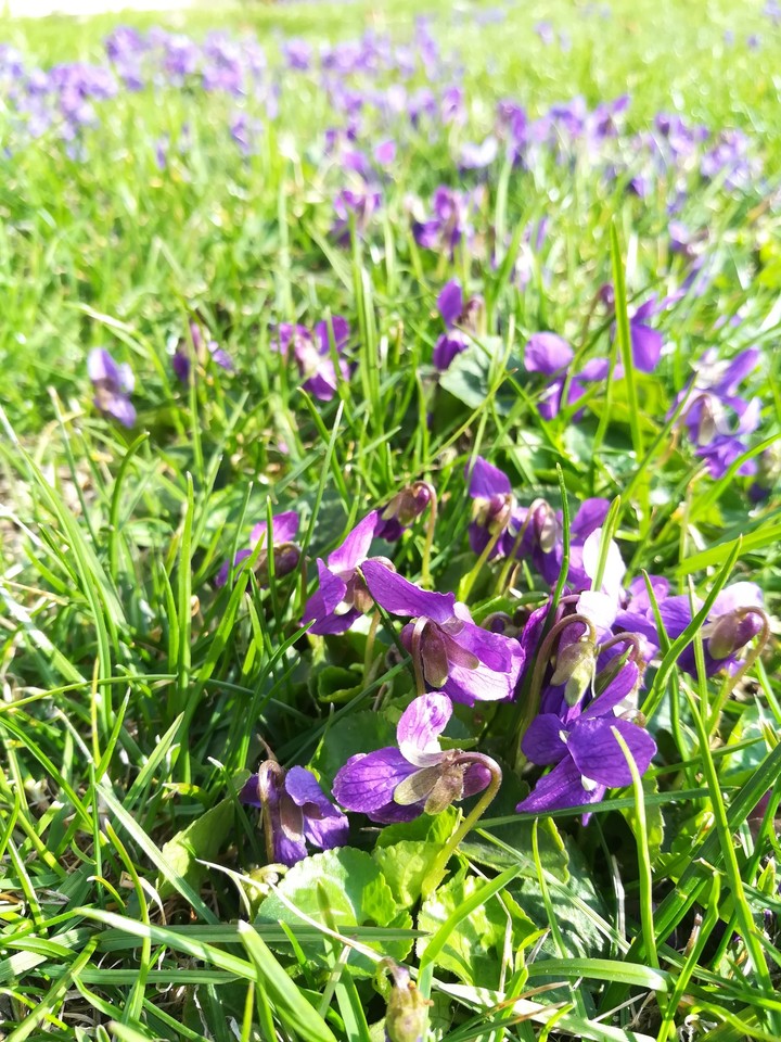 violets