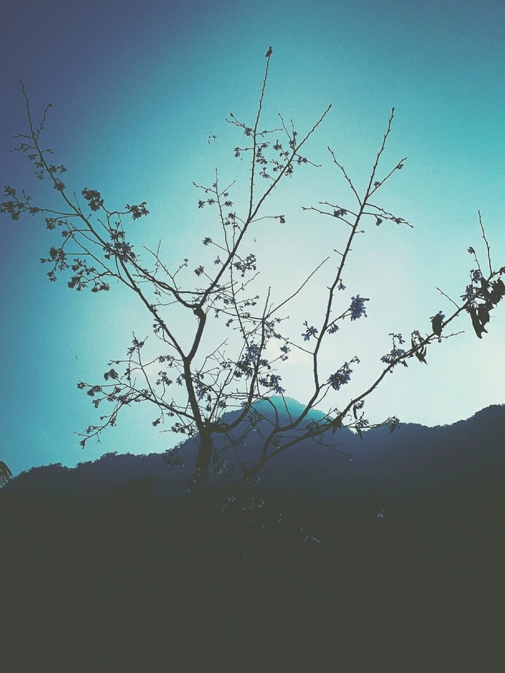 櫻花