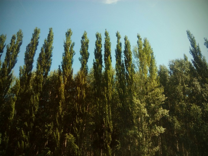 trees
