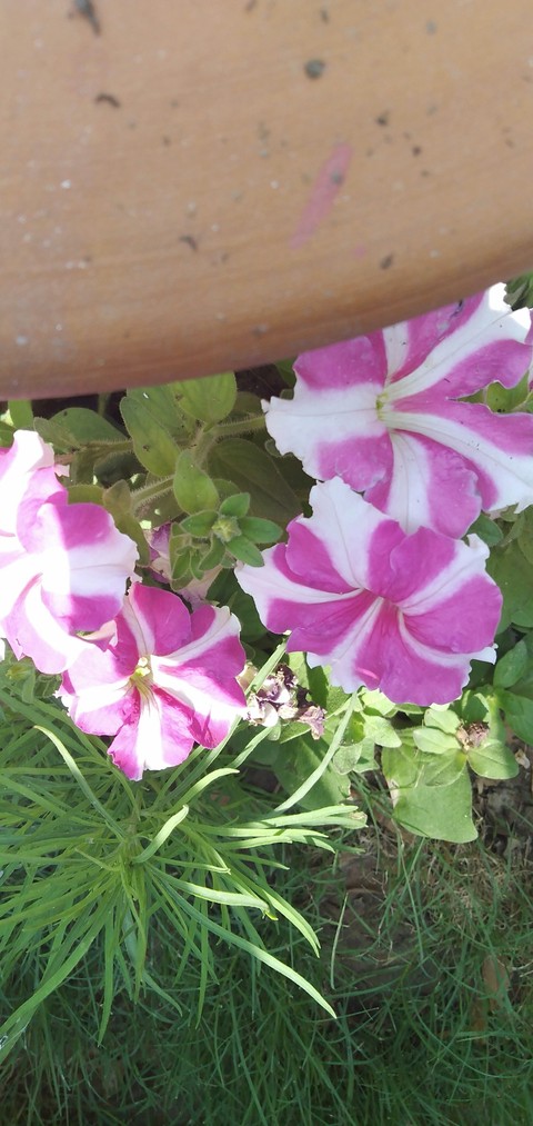 flowers