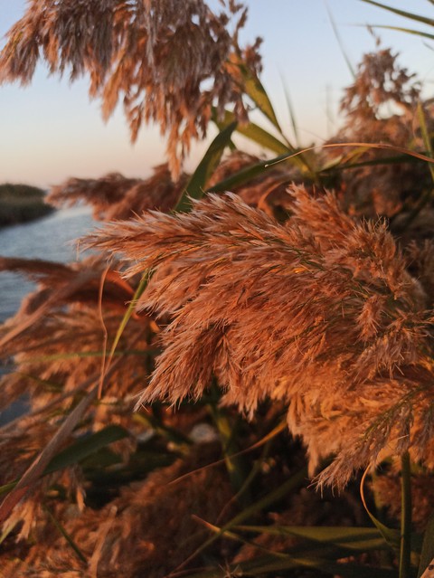 sea