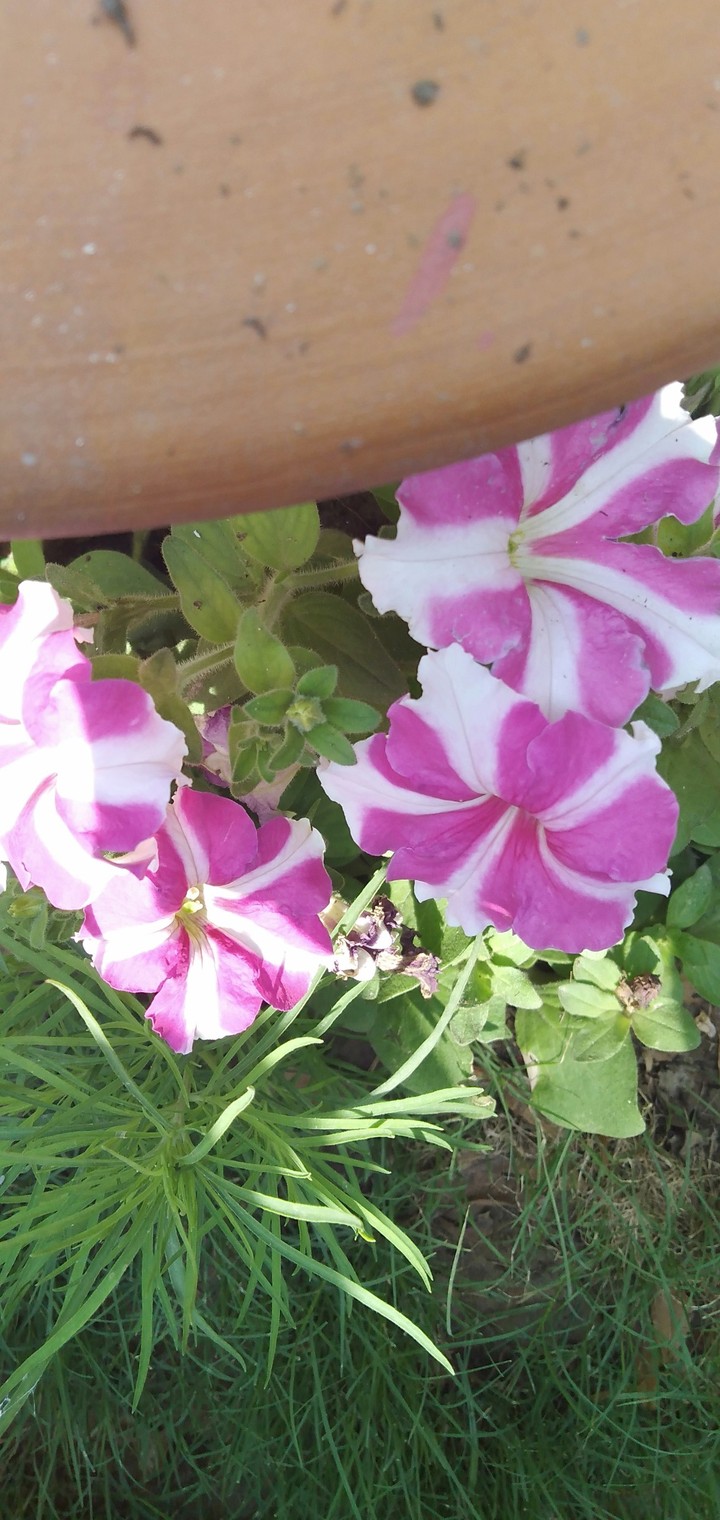 flowers