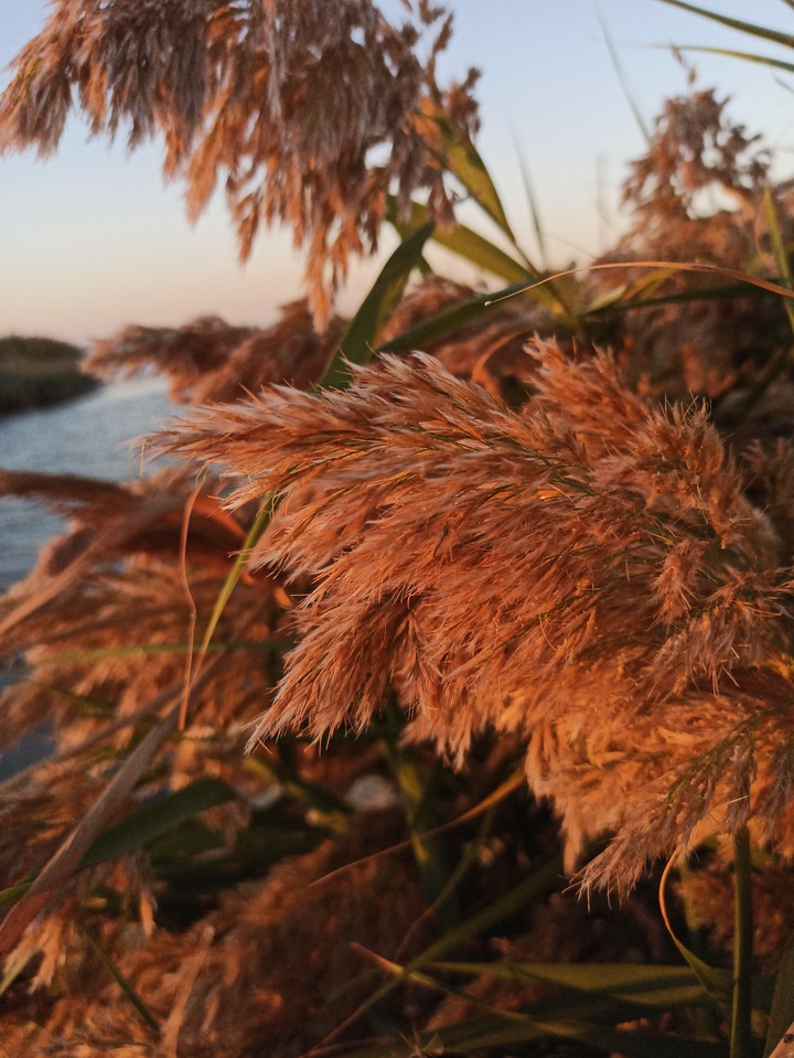 sea