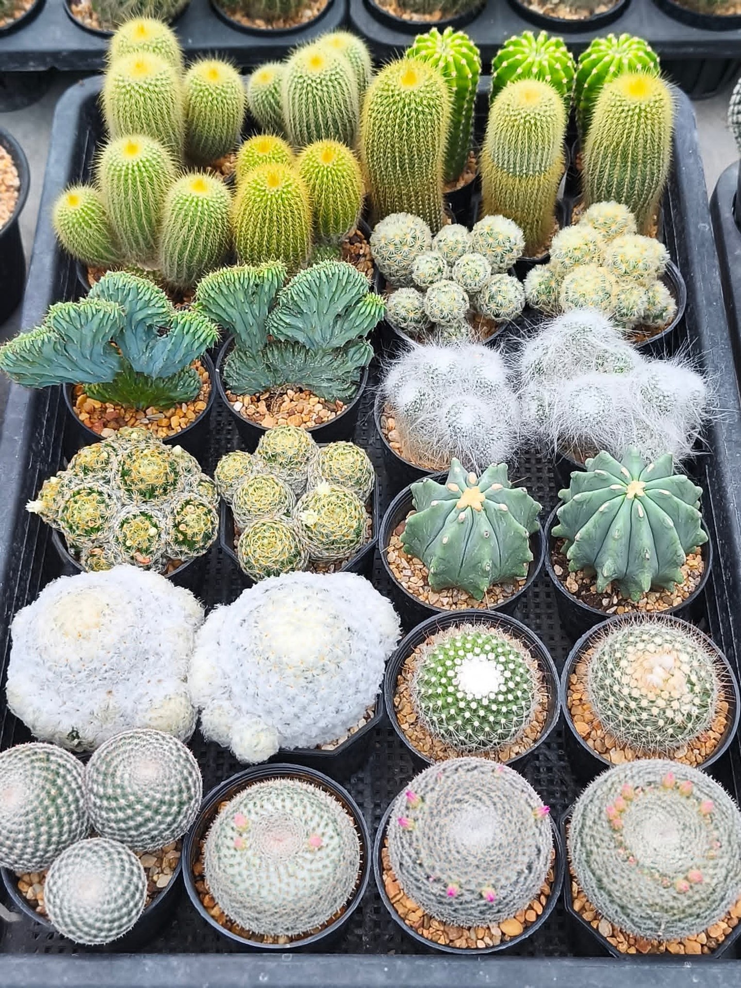 fonds d'écran Cactus, houseplant