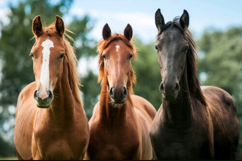 cavalos