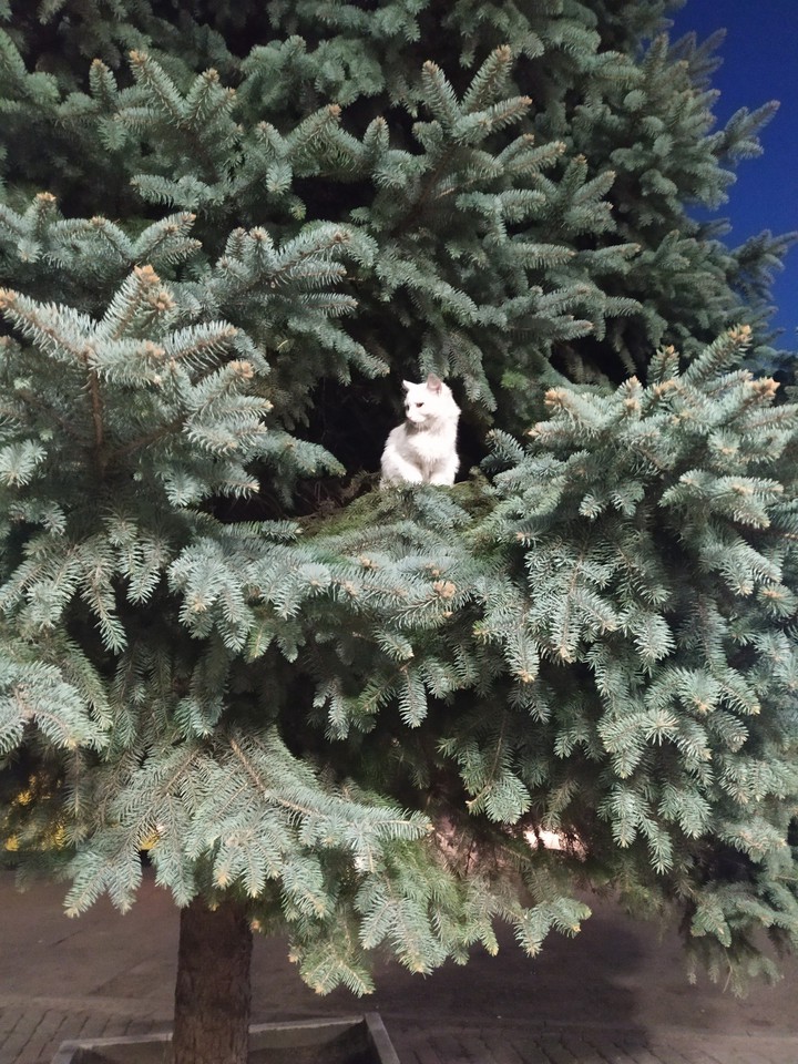 cat