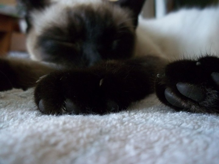 catcatcat:3