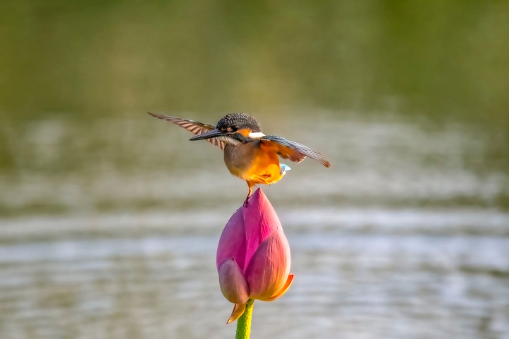 Kingfisher