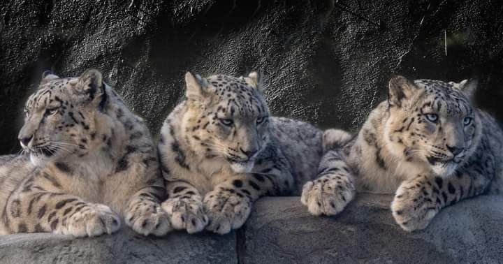 Jaguars