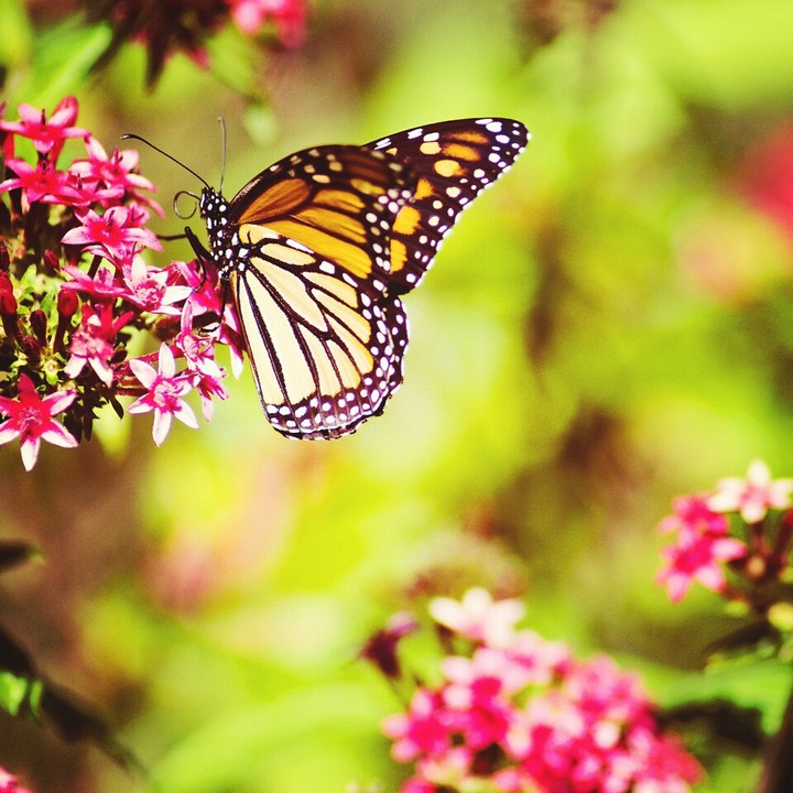 butterfly