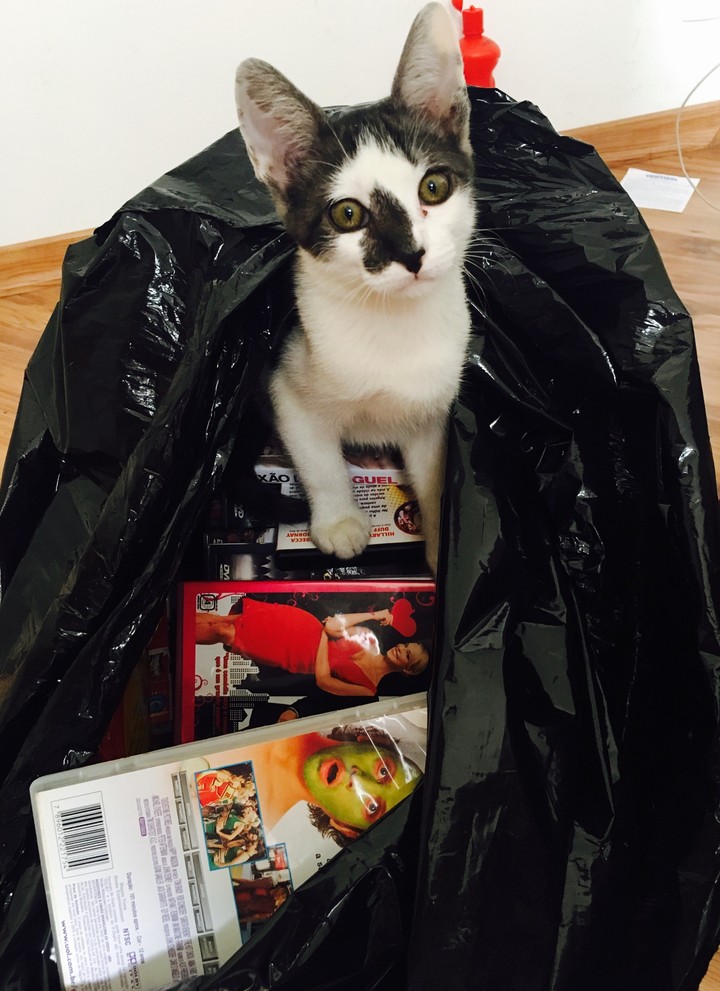 Gato bagunceiro