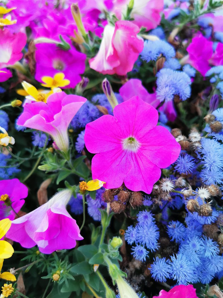 Korean Flower