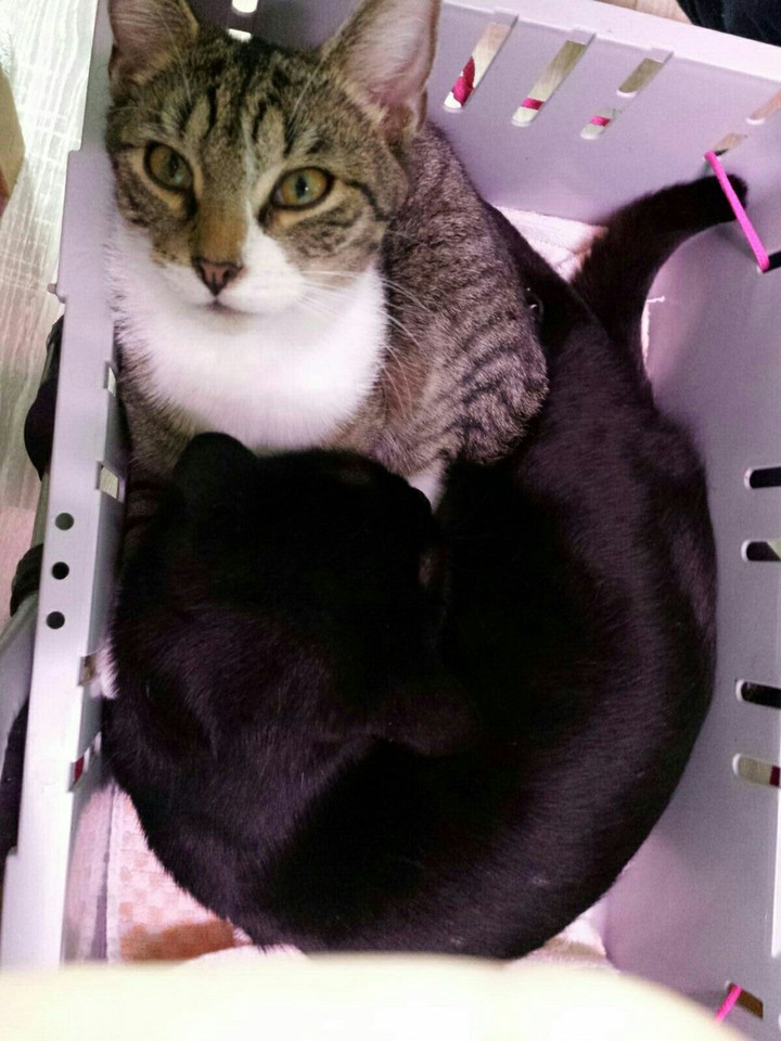cat