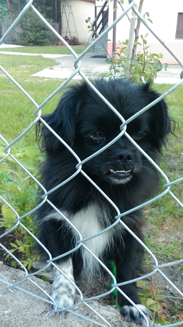 SweetDog