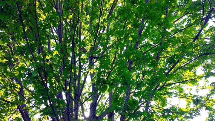 Spot the Squirrel