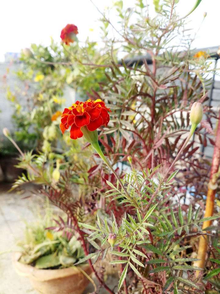 Marigold