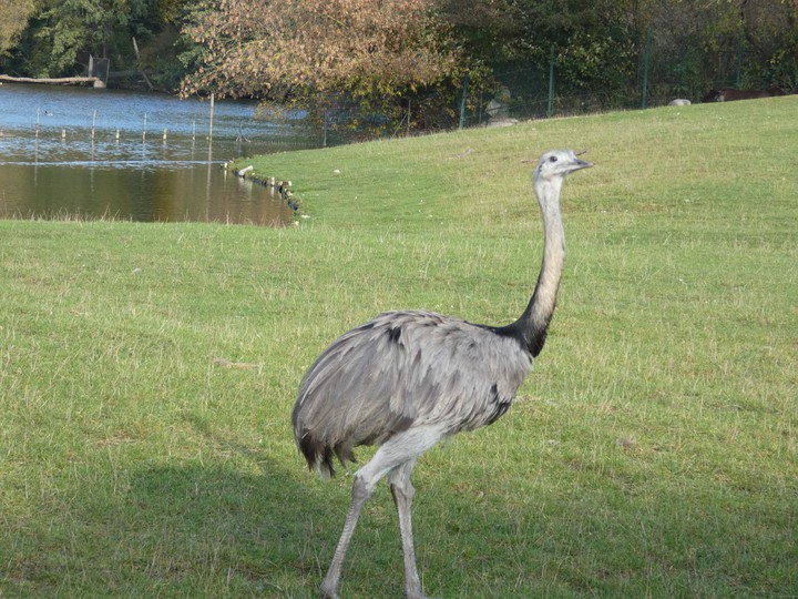 ostrich