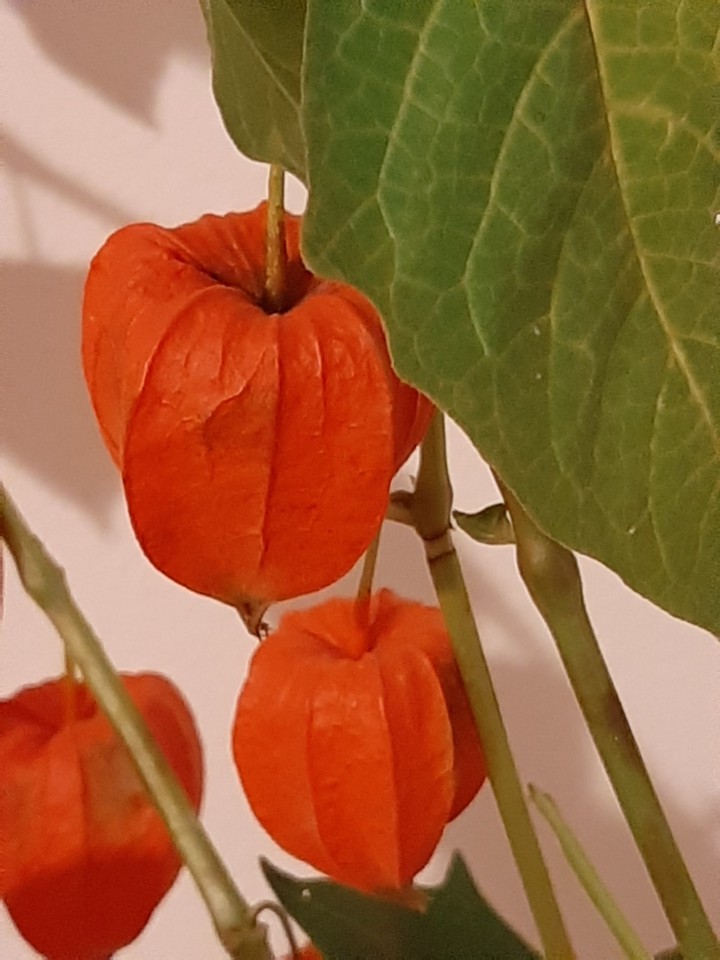 alchichingeri  3