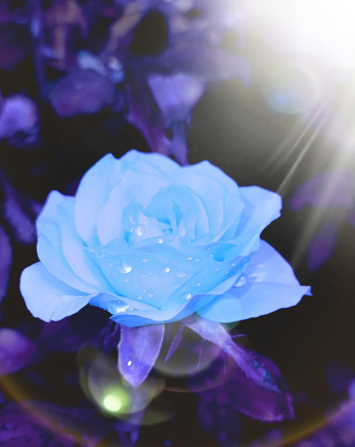 Rose