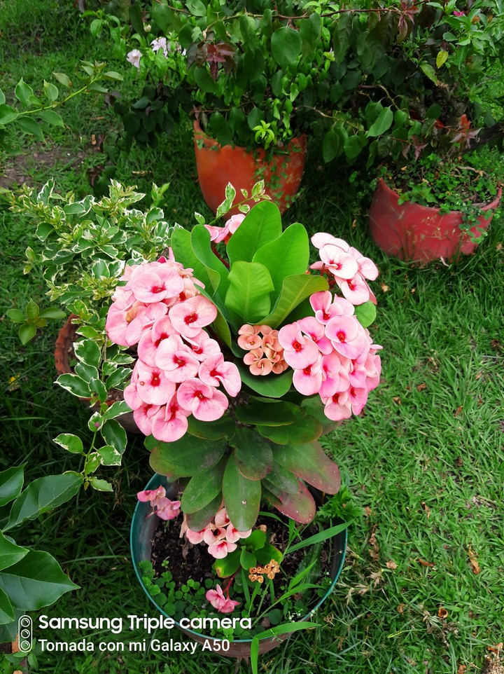 Veraneras