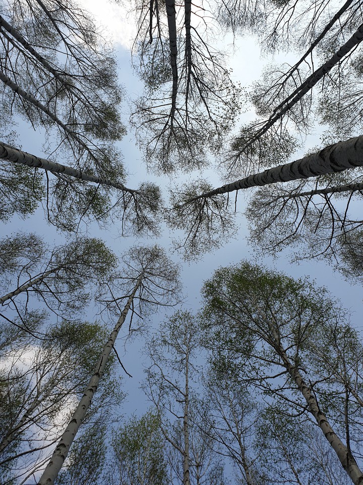 tree