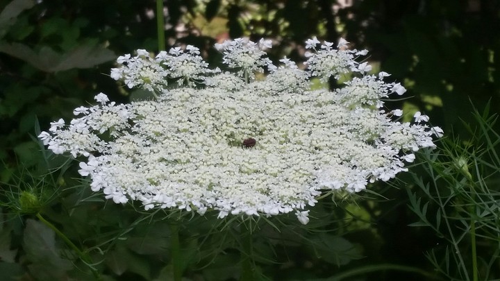 white flower :)
