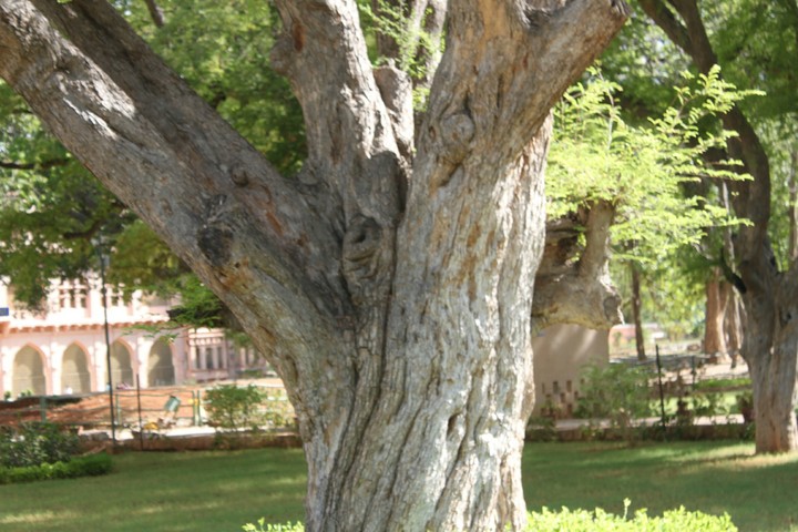tree
