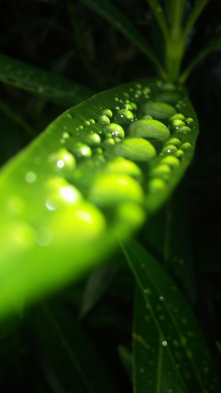 abstract water in leaves