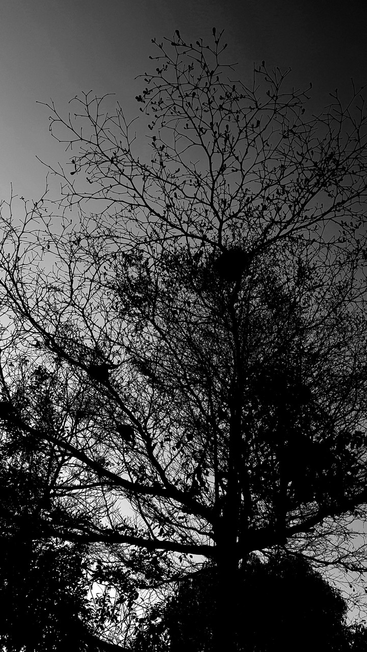 Bird's nest?