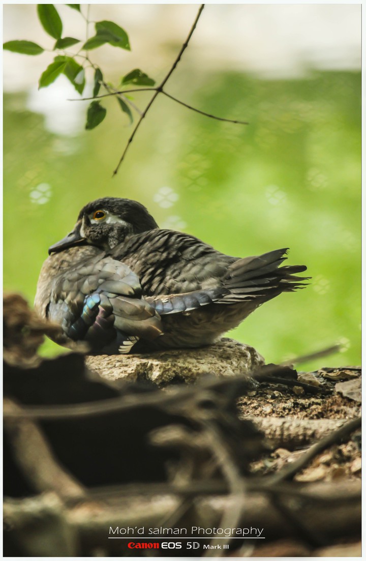 bird