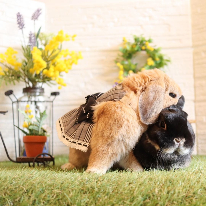 bunnies