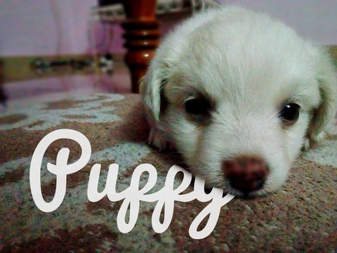 snout, dog वॉलपेपर