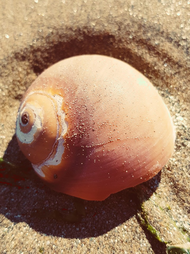 Whelk