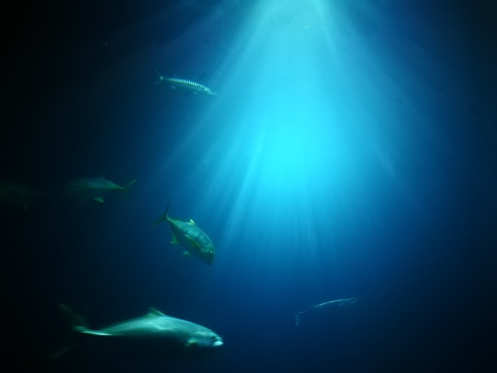 Sea