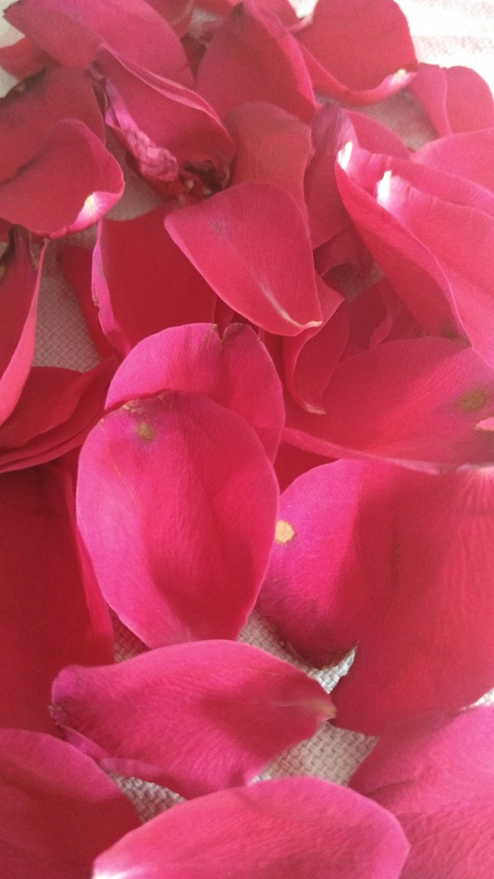 rose
