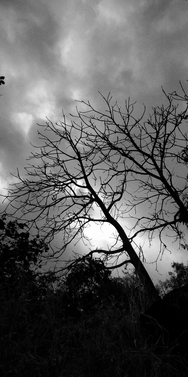 Leafless tree