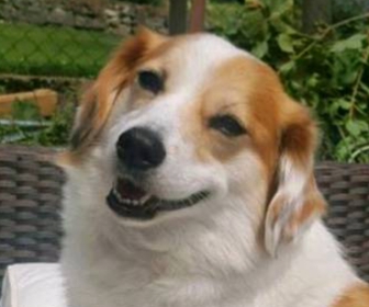 hund