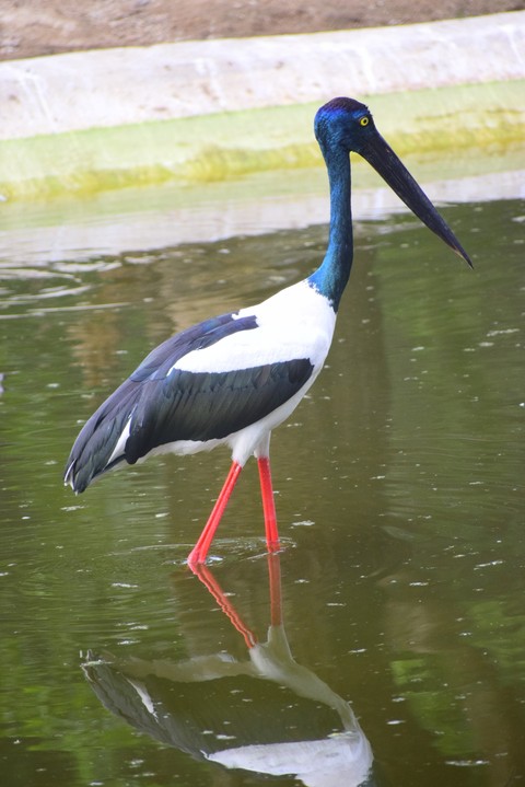 Multi colour Crane