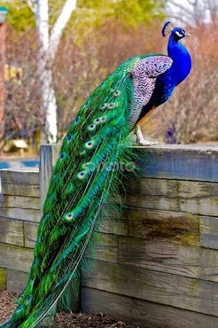 peacock